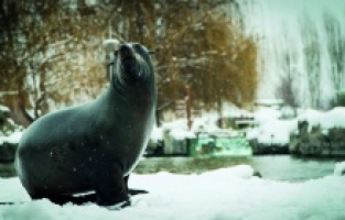 Eskişehir Hayvanat Bahçesi’nde kar sevinci